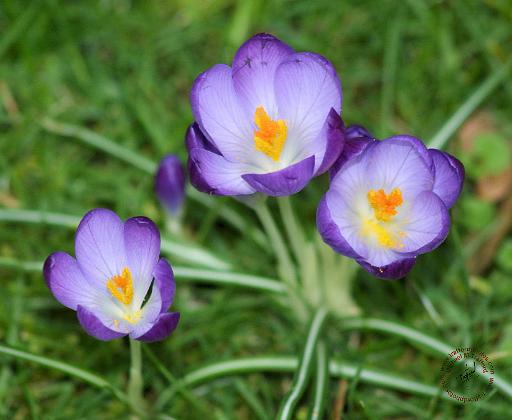 Crocus 8P32D-13.JPG